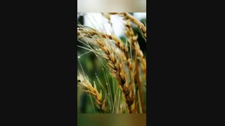 مدارس جوانه های مشهد خانم فخرایی تدریس هدیه های آسمانی درس 19 پایه سوم