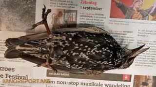 اینترنت پُرسرعت( نسل پنجم شبکه تلفن همراه) جان صدها پرنده را در هلند گرفت