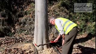 زراعت چوب پالونیا  09915131382 - بازار کشاورزی آنلاین مزرعه کارآفرینی