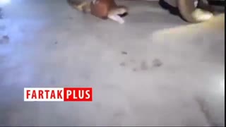 شگرد جالب ماموران امداد و نجات برای گرفتن مار کبرای ۱۲ فوتی