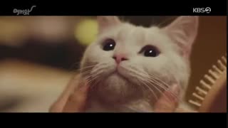 قسمت هفتم و هشتم سریال کره ای Meow: The Secret Boy 2020 - با زیرنویس فارسی