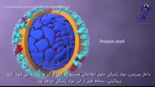 با کرونا چه اتفاقی در بدن می افتد ؟