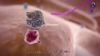 تاثیر کرونا بر بدن