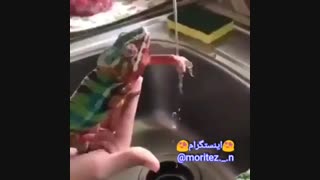 از بس شستم دو تا انگشتام نیست ( اینستگرام moritez._.n@ )