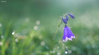Whisper Morning Two