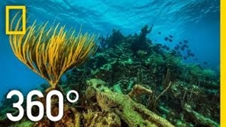 زیر دریا رو 360 درجه ببین !
