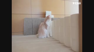 کلیپ خنده دار گربه ها و چالش دستمال توالت