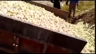 تصاویری دردناک از زنده به گور کردن جوجه های یک روزه!