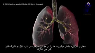 تاثیر کرونا بر بدن