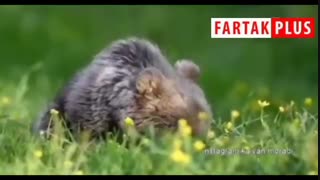 لحظات شیرین بازگشت به زندگی توله خرس در مریوان پس از قتل دلخراش خرس مادر