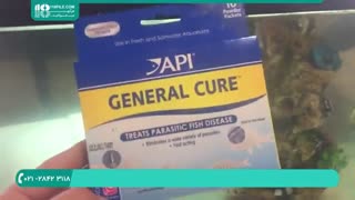 ماهی زینتی- ماهیان آب شور