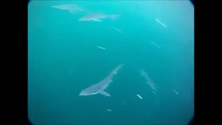 کوسه آبی (Blue shark)
