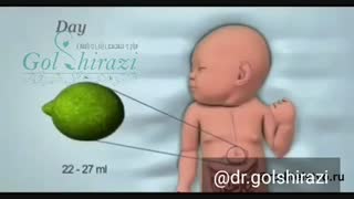 میزان حجم معده نوزاد