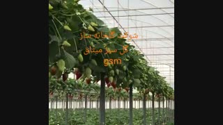 کشت توت فرنگی گلخانه ای | 09125753841