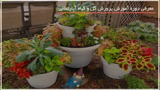 پرورش گلهای گران قیمت | بهترین گلهای آپارتمانی