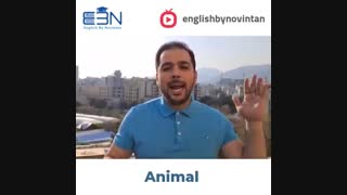 اصطلاحات انگلیسی مربوط به حیوانات (1)