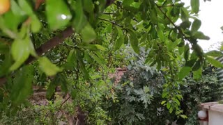 باران شیراز 99.02.07