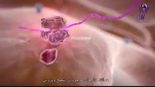 کرونا در بدن چگونه عمل می کند؟