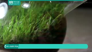 طرز ساخت تراریوم آبی | خلاقیت در ساخت تراریوم