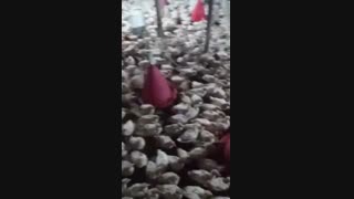 فروش بوقلمون برنز یک روزه