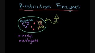 آنزیم آزمایشگاهی نمایندگی فروش (09357007743)