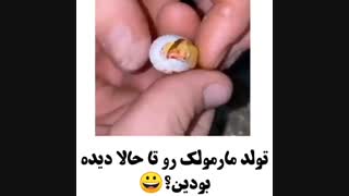 تولد مارمولک