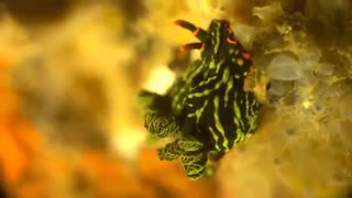 موجودات  زیبا دریا