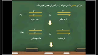 توارث وابسته به جنس.جلسه هشتم