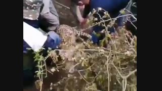 ماده پلنگ گرفتار در تله با تلاش مأمورین محیط زیست رهاسازی شد.