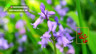 عاشقانه؛ هفتم