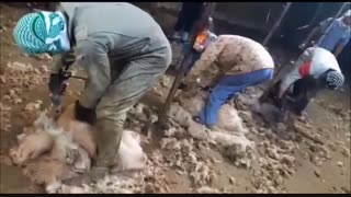 پشم چینی گوسفندان کشت و صنعت ملت / اخبار مرکز اصلاح نژاد، بهداشت و خدمات دامپزشکی دکتر گلابگیران