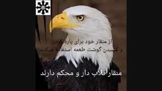 پرندگان و ویژگی های آن ها