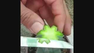 آموزش پیوند زدن کاکتوس