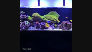 آکواریوم های آب شور تپه مرجانی :