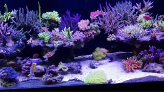 آکواریوم های حرفه ای آب شور تپه مرجانی SPS :