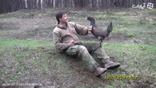 پرنده ی نینجا