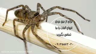 سم قوی برای دفع مار از خانه و باغ