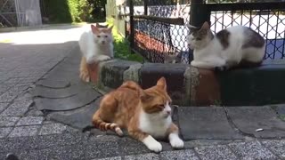 یک روز در دانشگاه بغازیچی