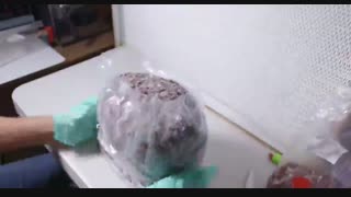 پرورش قارچ خوراکی | هاگ