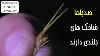 سم مختص کشتن صدپا و هزارپا