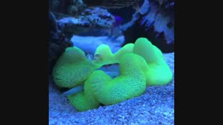 تغذیه و غذادهی  شقایق های دریایی: