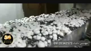 آموزش پرورش قارچ مهندس دلشاد09120342573