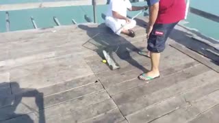 صید ورزشی ماهی کفال دم‌مربعی (Squaretail mullet)