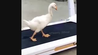 رقص مایکل جکسون میزنه......