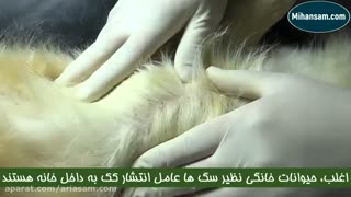 جلوگیری از شیوع کک