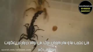 حمله عنکبوت به پرنده - سم عنکبوت کش قوی