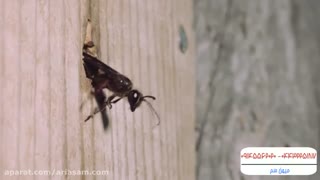 زنبور قاتل شکارچی زنبور عسل