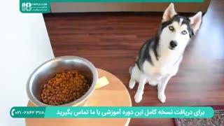 آموزش تربیت سگ