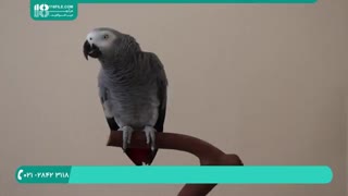 آموزش تربیت طوطی ( حرف زدن طوطی )