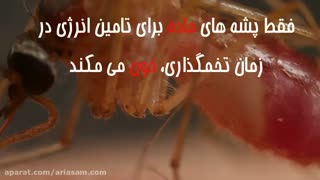 پشه ها به چه چیزهایی جذب می شوند؟ | سم قوی برای از بین بردن پشه